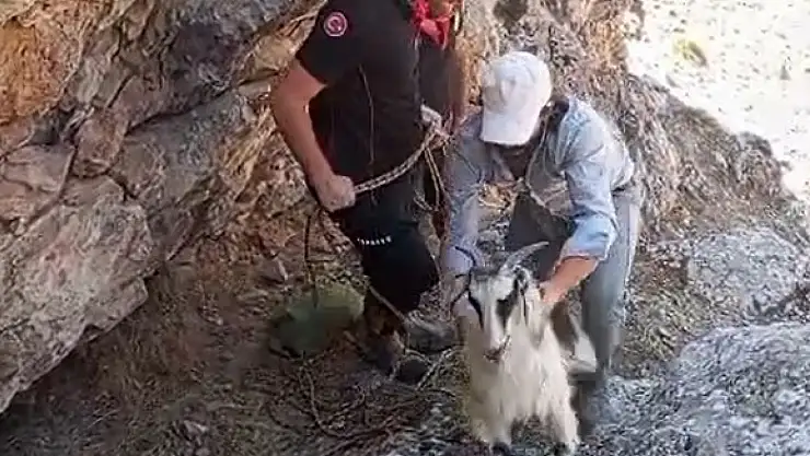 Malatya'da dağlık alanda mahsur kalan keçiler kurtarıldı