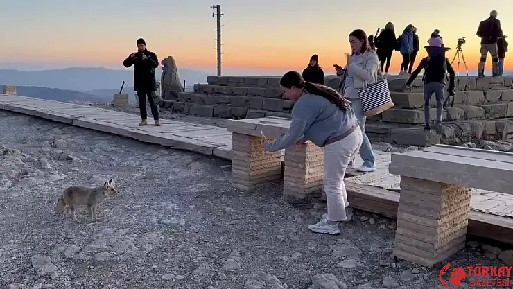 Nemrut Dağı'ndaki sevimli tilki, yerli ve yabancı turistlerin ilgi odağı oldu
