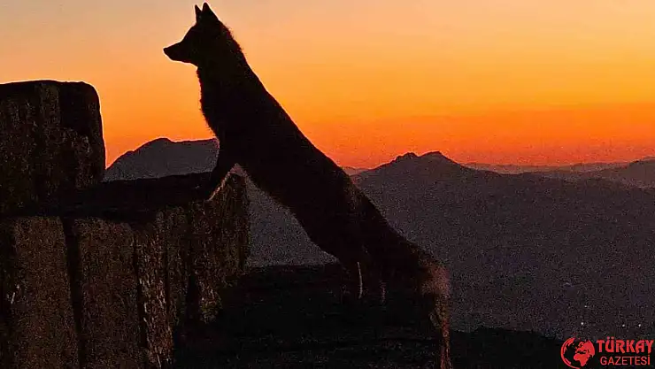 Nemrut'taki yaban yaşamı ilgi çekmeye başladı
