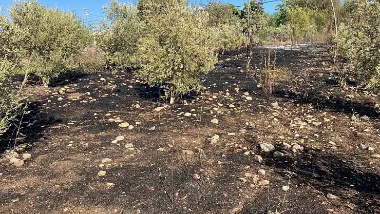 Osmaniye'de zeytinlik alanda çıkan yangın paniğe neden oldu