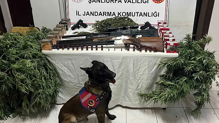 Şanlıurfa'da 1 kilo 508 gram kubar esrar ele geçirildi: 3 gözaltı