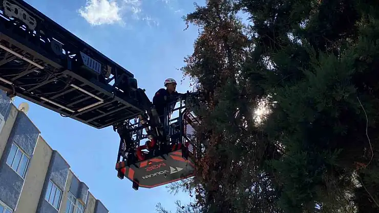 Şanlıurfa'da ağaçta mahsur kalan yavru kedi kurtarıldı