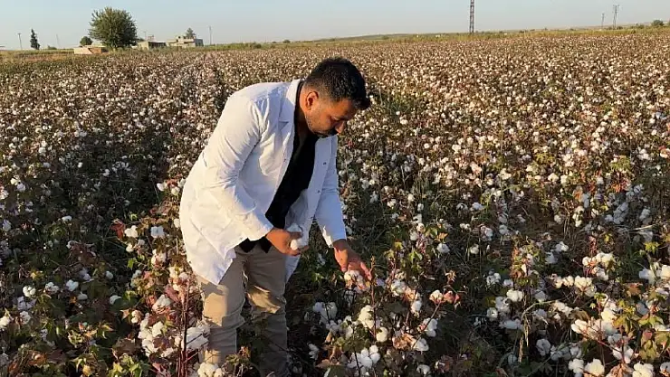Şanlıurfa'da beyaz altın hasadı başladı