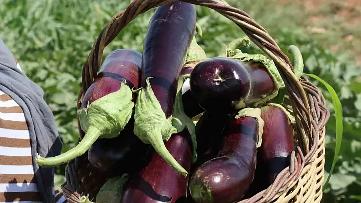 Şanlıurfa'da coğrafi işaretli ürünlerin hasadı başladı