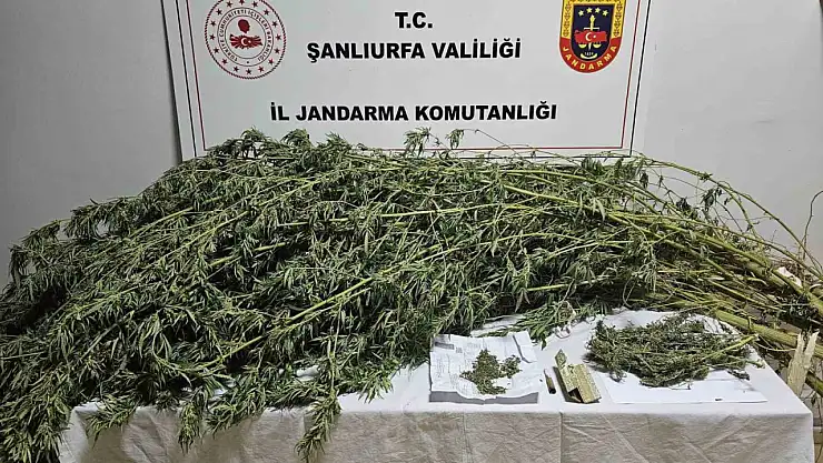 Şanlıurfa'da esrar ve kenevir bitkisi ele geçirildi
