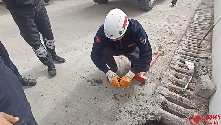 Şanlıurfa'da mazgala düşen yavru kedi kurtarıldı