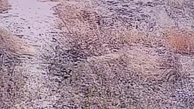 Şanlıurfa'da nesli tükenme tehlikesi altındaki çizgili sırtlan görüntülendi