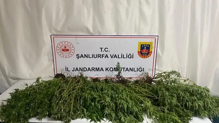 Şanlıurfa'da silah, uyuşturucu ve 196 kök kenevir bitkisi ele geçirildi