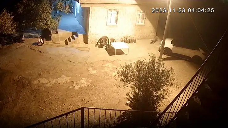 Şanlıurfa'da sırtlanlar tavuk kümesine girdi: Horoz ve tavukları çaldı