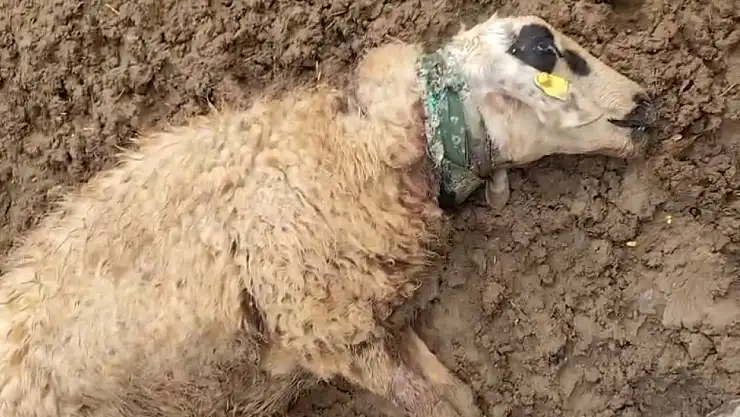 Sürüye saldıran kurt 18 koyunu telef etti