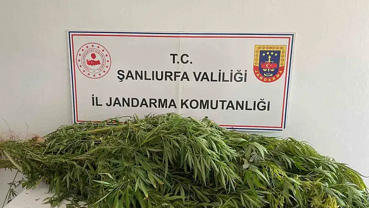 Şanlıurfa'da uyuşturucu operasyonu: 2 gözaltı