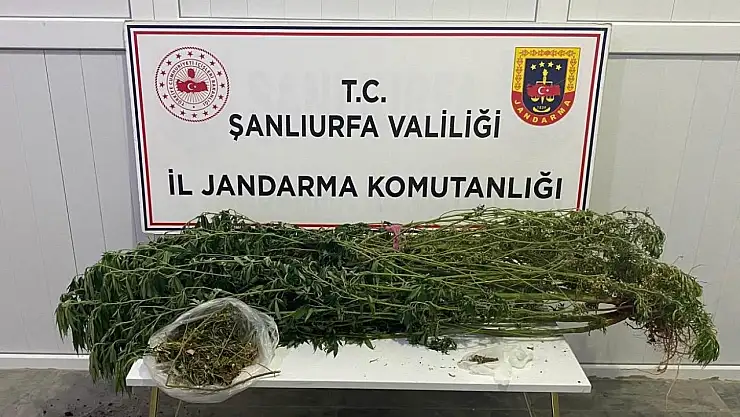 Şanlıurfa'da uyuşturucu operasyonu: 12 gözaltı
