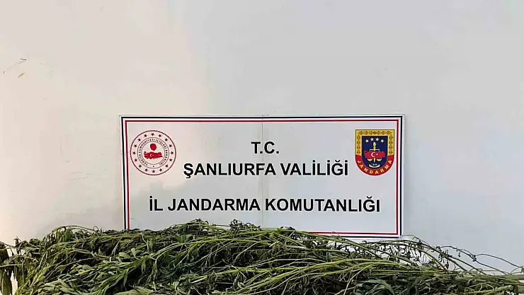 Şanlıurfa'da uyuşturucu operasyonu: 42 gözaltı