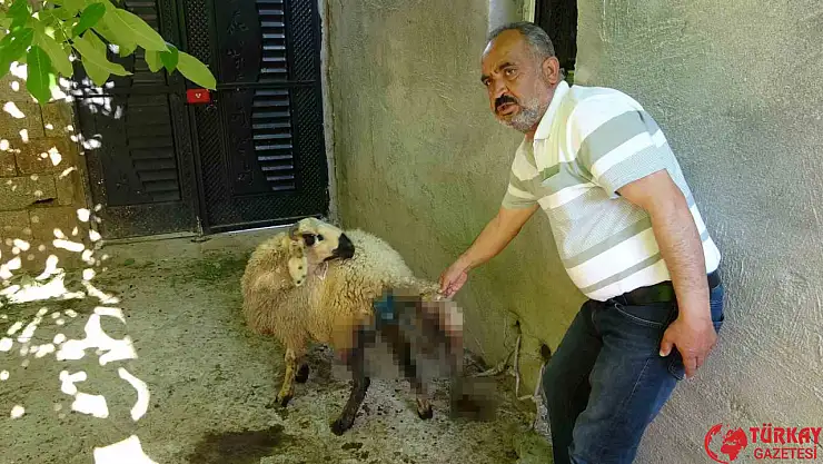 Sokak köpekleri köylülerin hayvanlarına saldırdı