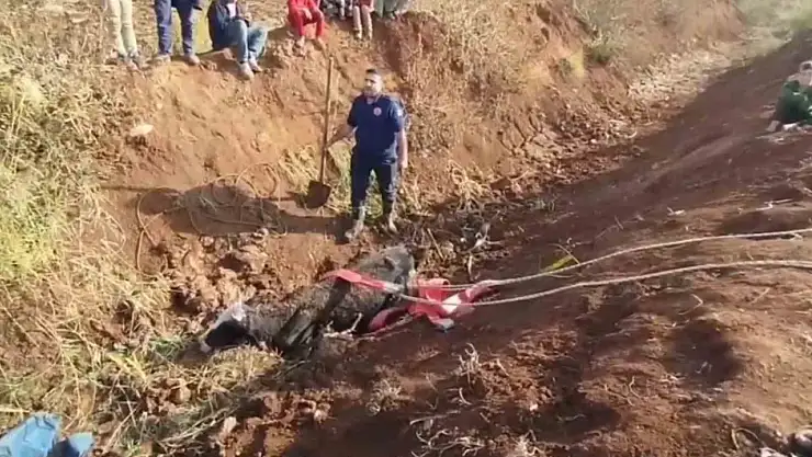 Tahliye kanalına düşen inek kurtarıldı