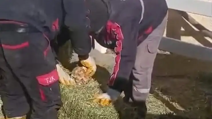 TJK Şanlıurfa Hara ve Aşım İstasyonu'nda skandal görüntüler