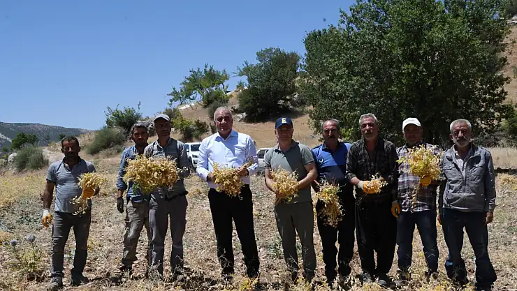 Tut belediyesinin ürettiği nohutlar ihtiyaç sahiplerine ulaştırılacak