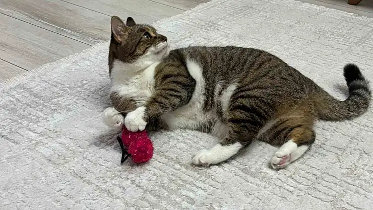 Uzmandan evcil hayvanlarda aşı uyarısı