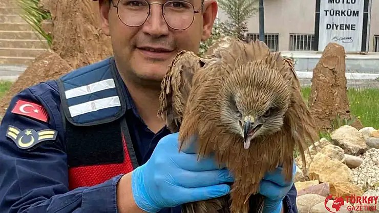 Yaralı kızıl şahin tedavi altına alındı