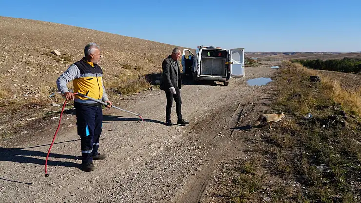 Yaralı tilki tedavisinin ardından doğaya geri bırakıldı