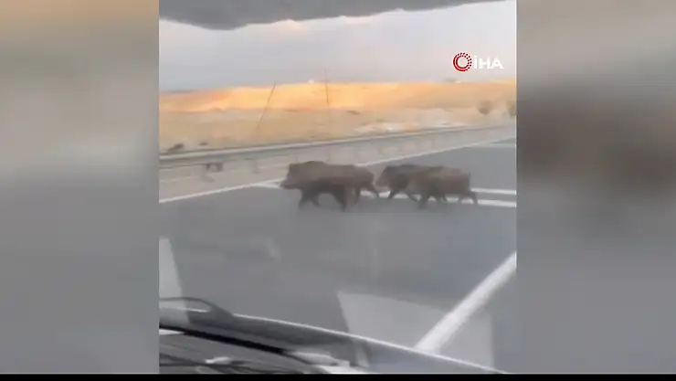 Yolda domuz sürüsü paniği