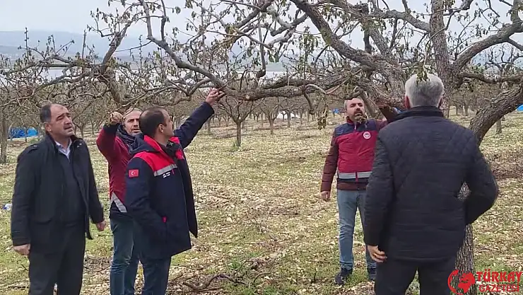 Zirai donun vurduğu Adıyaman'da meyve bahçelerinde hasar tespiti sürüyor