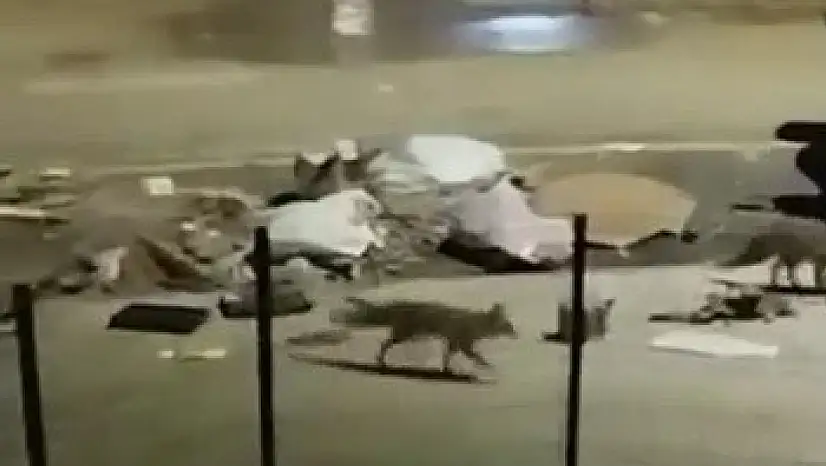 Aç kalan tilkiler yerleşim yerlerine indi