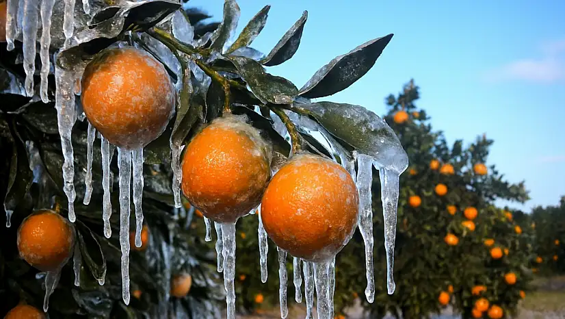 Adana için zirai don alarmı: Gece sıcaklık sıfırın altına düşecek