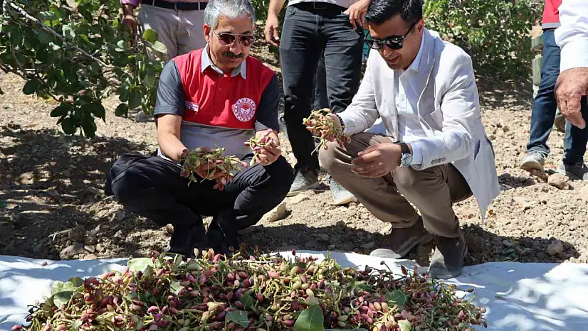 Adıyaman'da Antep Fıstık hasadı başladı