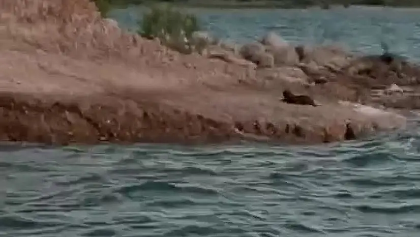 Adıyaman'da su samuru görüldü