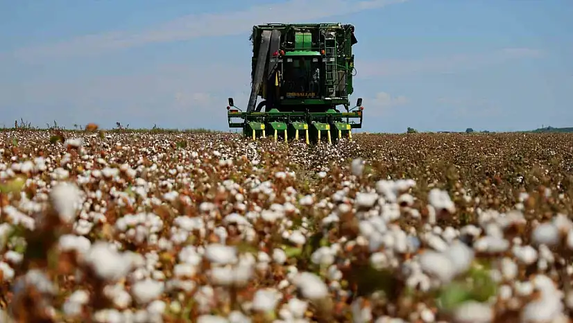 Bir dönemin beyaz altını, pamukta hasat başladı