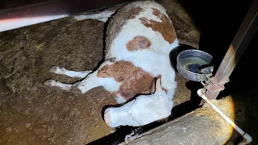 Elektrik kaçağı 8 büyükbaş hayvanı telef etti