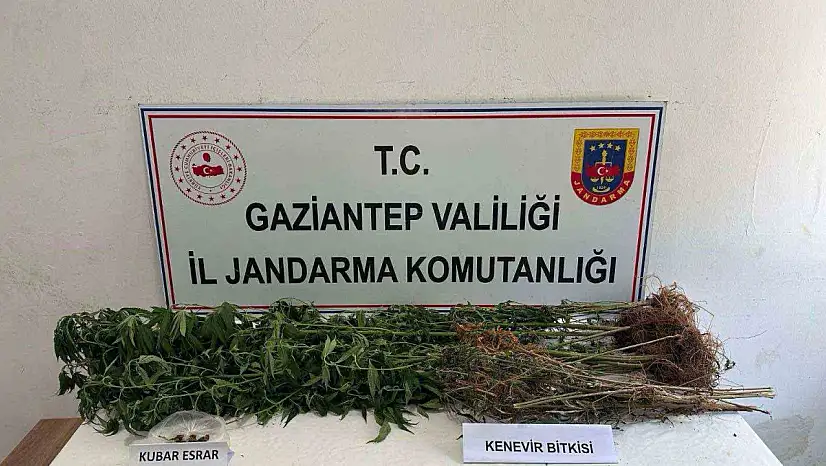 Gaziantep'te 428 kök kenevir ele geçirildi: 5 şahıs tutuklandı