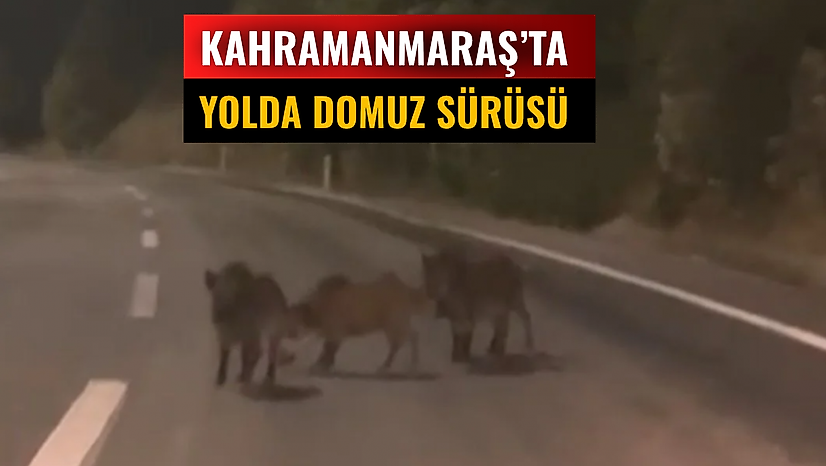 Kahramanmaraş'ta yolda domuz sürüsü