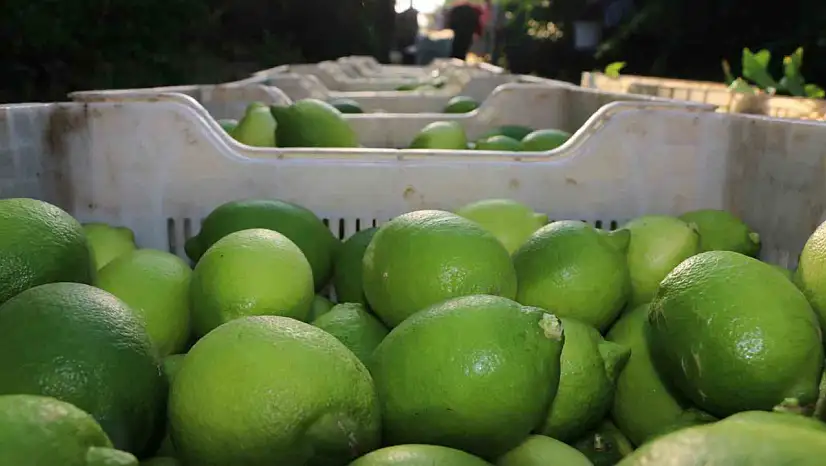 Limon hasadı 25 ve 27 Eylül tarihlerinde başladı