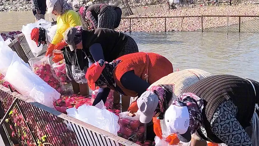 Osmaniye Kadirli'de turp mesaisi: Soğuk suda ekmek mücadelesi