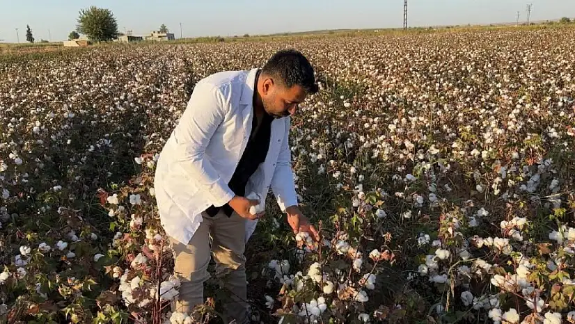 Şanlıurfa'da beyaz altın hasadı başladı