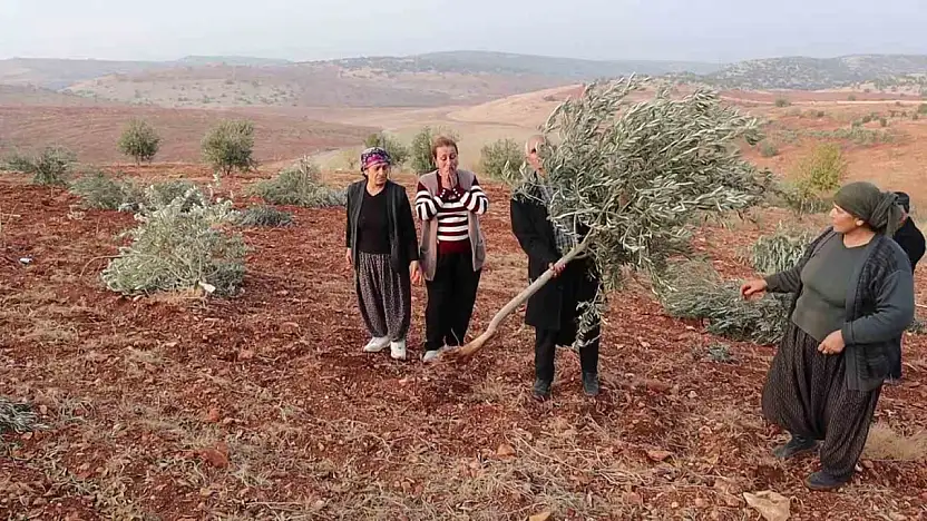 Adıyaman'da 10 bin ağaç kırılarak yok edildi