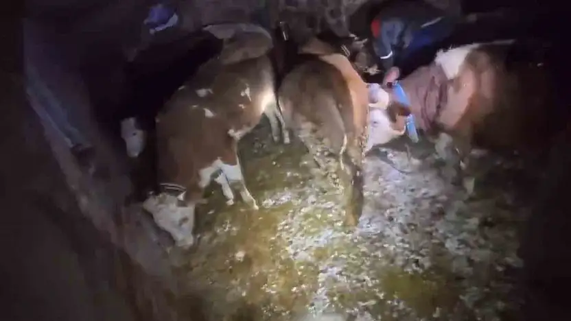 Adıyaman'da ahır çöktü, 3 büyükbaş hayvan telef oldu