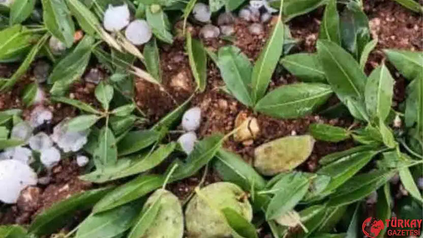Adıyaman'da ceviz büyüklüğündeki dolu yağışı badem bahçelerine zarar verdi