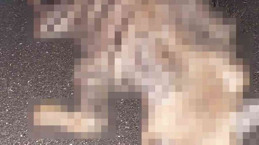 Kahta'da çizgili sırtlan yolda telef oldu