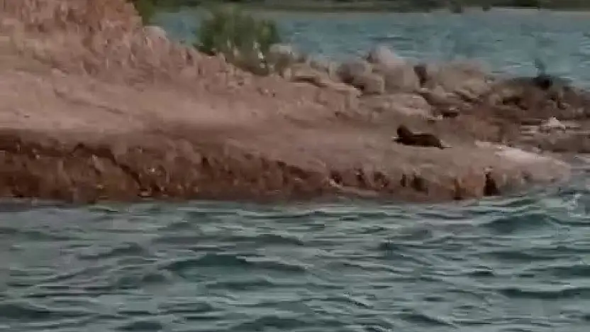 Adıyaman'da su samuru görüldü