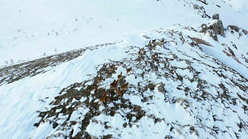 Adıyaman'da yaban keçileri havadan görüntülendi