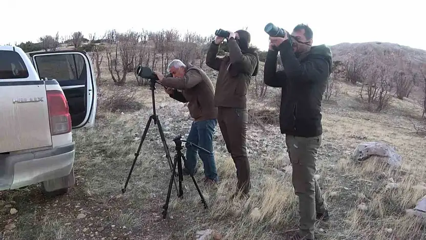 Adıyaman'da yaban keçileri tek tek sayılıyor