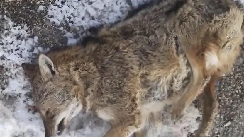 Aracın çarptığı kurt telef oldu