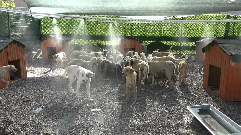 Aşırı sıcaklardan bunalan hayvanlar fıskiyelerin altında serinliyor