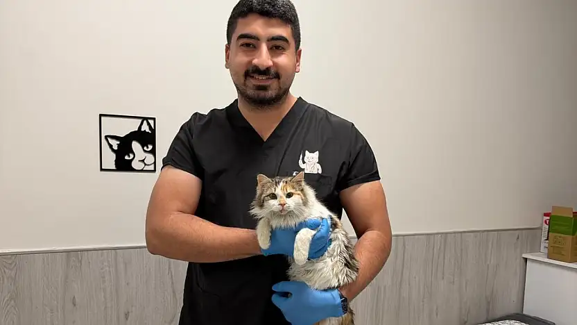 Çenesi üç yerinden kırılan kedi hayata tutundu