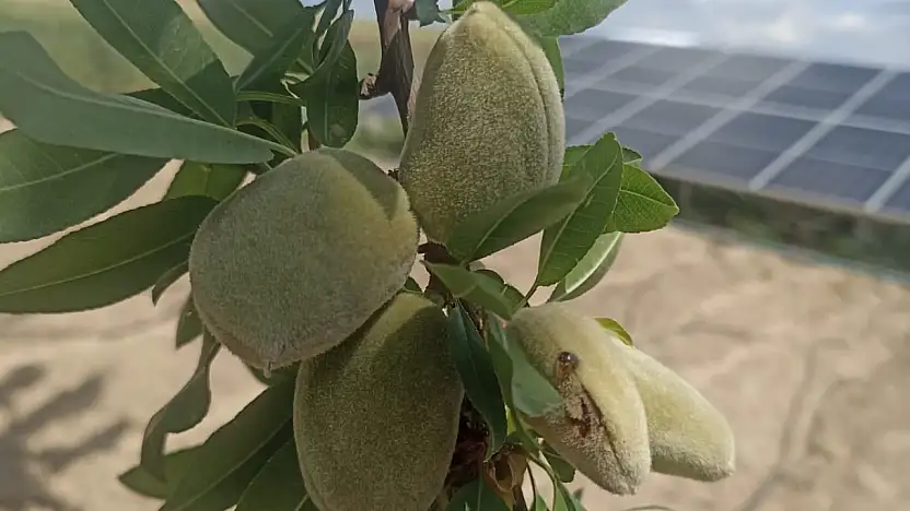 Dolu Yağışı Sonrası Kahta'da zarar tespiti başladı