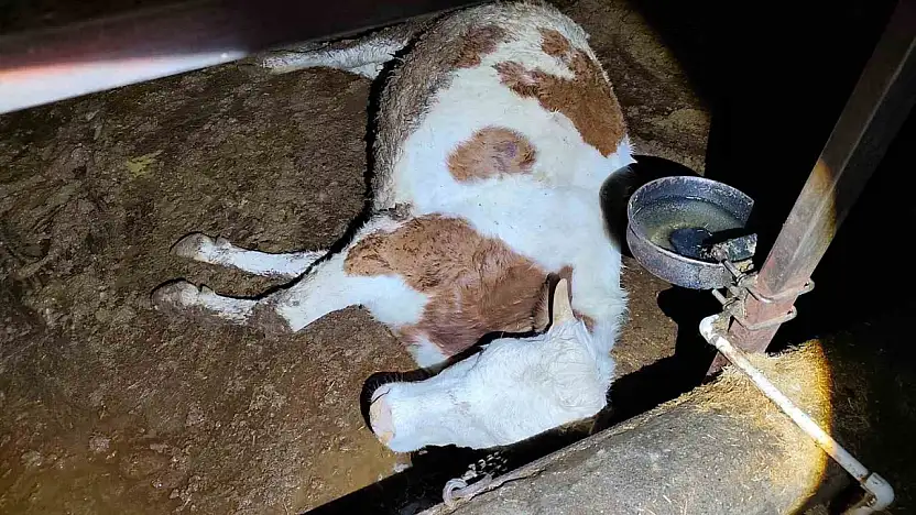 Elektrik kaçağı 8 büyükbaş hayvanı telef etti