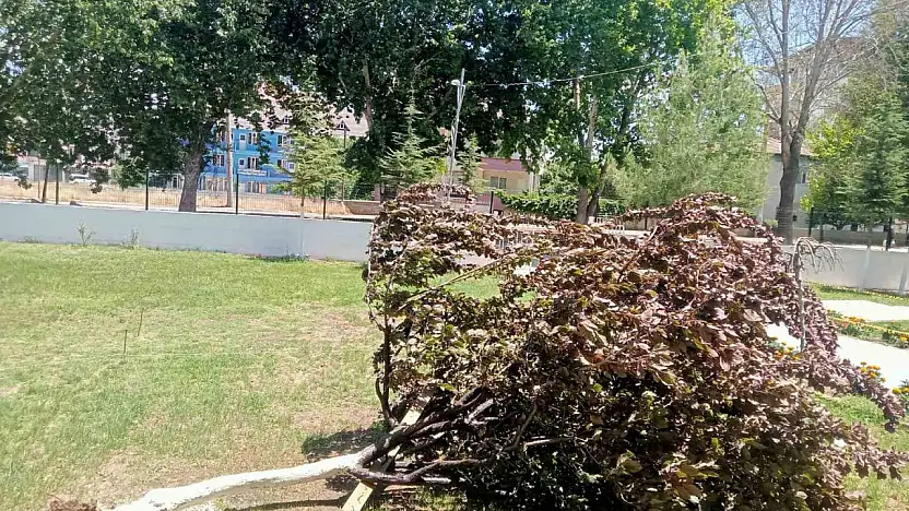 Gölbaşı'nda ağaç kökünden söküldü